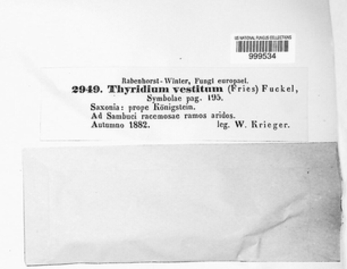 Mycothyridium vestitum image